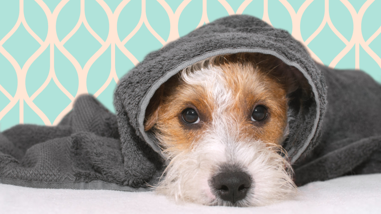 Blog-Ineke-hond-bewoner-verpleeghuis