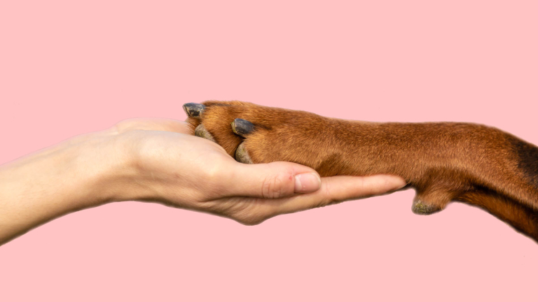 toos-hond