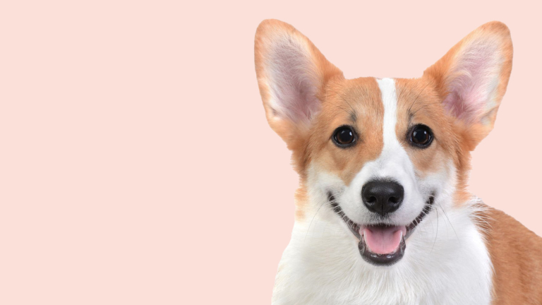 maaike-hond